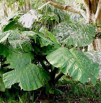 Alocasia odora